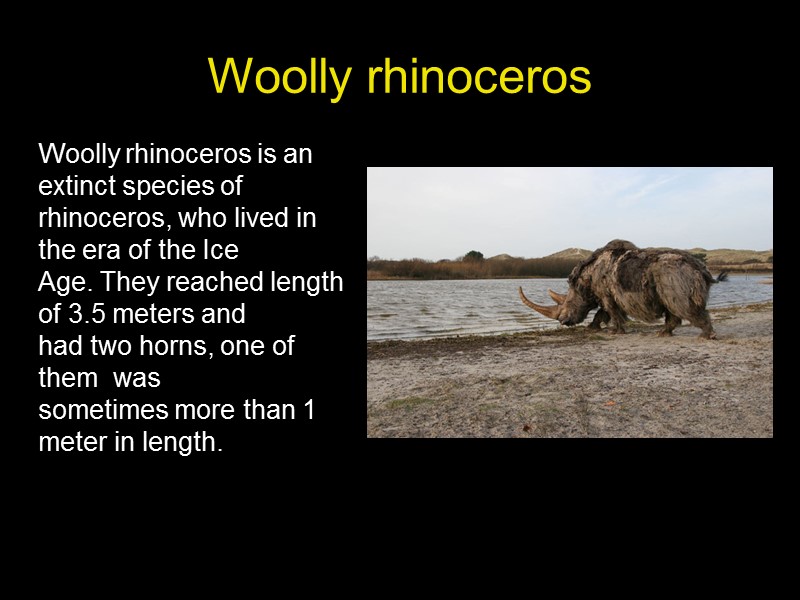 Woolly rhinoceros     Woolly rhinoceros is an extinct species of rhinoceros,